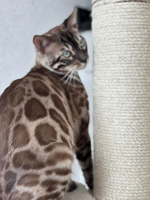 Exklusiver Bengal Deckkater CCG Stammbaum, Untersuchungen in der Farbe snow mink charcoal