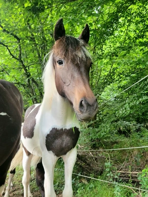 Große Scheck Stute Lewitzer