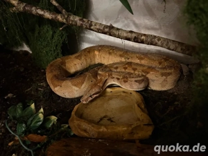 hobbyaufgabe Boa abzugeben