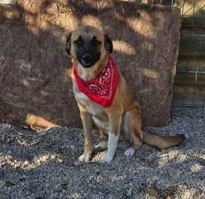 Omleta, Junghund sucht neues Zuhause