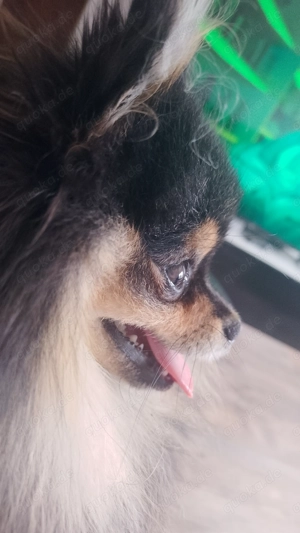 Mini Pomerania Rüde mit Ahnentafel 