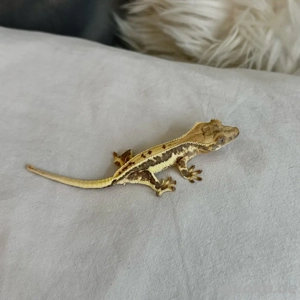 Kronengecko Lilly White 