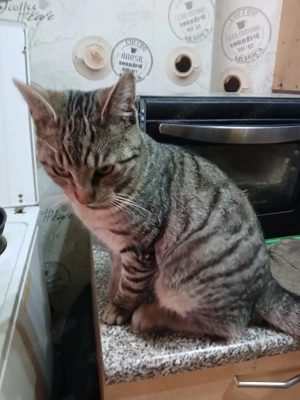 Wunderschöne Kitten abzugeben 