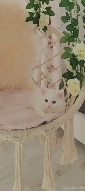 Süße Katze sucht liebevolles Zuhause   