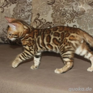 Bengalkätzchen WhatsApp: (15510055069)