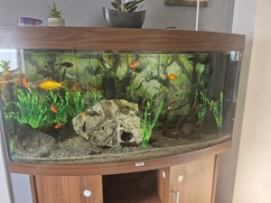 Verkaufen unser Aquarium komplett Bild 4