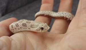 1.0 Heterodon nasicus; 2025; Morph: Toxic