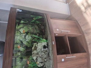 Verkaufen unser Aquarium komplett Bild 2