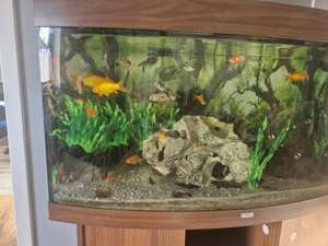 Verkaufen unser Aquarium komplett Bild 5