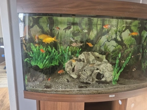 Verkaufen unser Aquarium komplett Bild 3