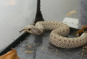 1.0 Heterodon nasicus; 2025; Morph: Toxic