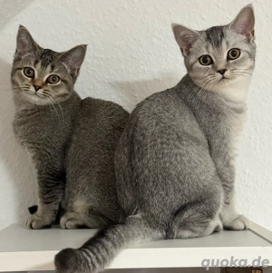 BKH-Kitten abgabebereit