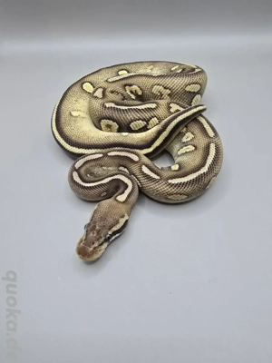 Königspython 1.0 Pastel Stranger pos d.h. Clown Pied 