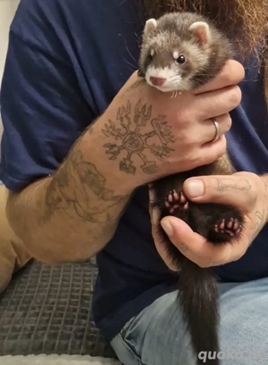 verkauft wird hier ein frettchen welpe