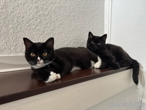 Ragdoll x BKH Kitten sind abgabebereit