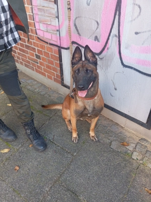 Suche dringend ein neues Zuhause 