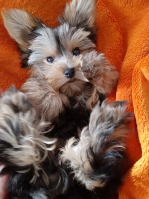 Yorkshire-terrier  babys 