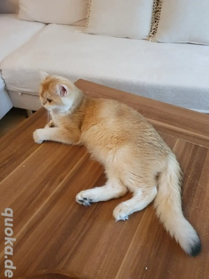 Britisch kurzhaar bkh black golden shell weiblich mit Stammbaum 