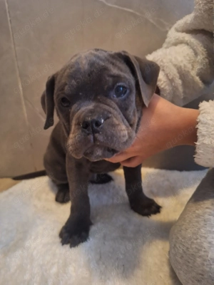 Old english Bulldog Welpen im AUFTRAG zu vermitteln 