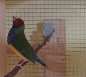 Schöner Hahn Natur Rotkopf abzugeben.