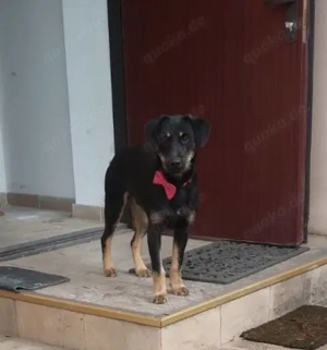 Velcro, Junghund sucht neues Zuhause