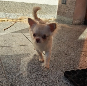 Chihuahua rüde langhaar creme