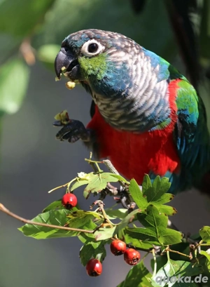 Rotbauchsittiche  Pyrrhura perlata 