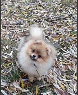 Liebevolle Pomerainian Hündin 