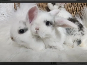 süsse Zwergkaninchen Babys Zwergwidder weibchen und männchen 