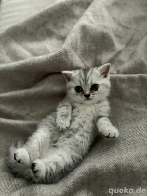 BKH Kitten (alle reserviert)