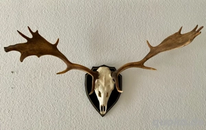 Damhirschgeweih Jagdtrophäe Geweih