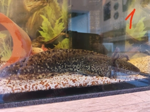 Axolotls - seltene Farben 