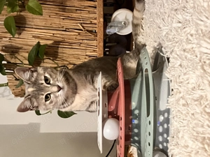 Katze aus dem Tierschutz, Katzenbaby, Kitten