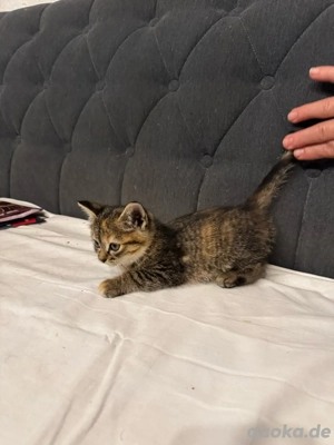 Kätzchen weiblich in gute Hände abzugeben Bild 4