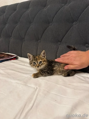 Kätzchen weiblich in gute Hände abzugeben Bild 3