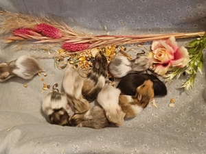 Babys Goldhamster Teddyhamster Tricolor vanille weiss schwarz braun gold