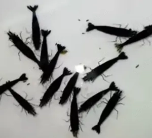 schwarze black Rose Garnelen Sakura Neocaridina