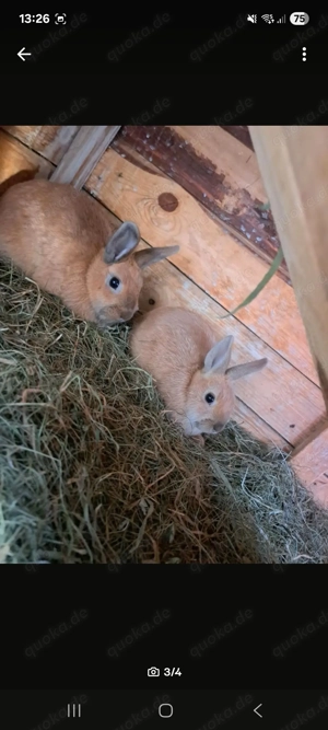 3 Zwergkaninchen 