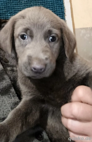 Labmaraner Welpen silbergrau, blaugrau,schiefer, charcoal,braun ,schwarz