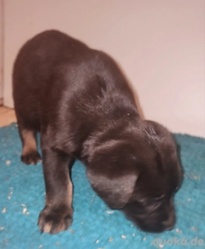 Labmaraner Welpen silbergrau, blaugrau,schiefer, charcoal,braun ,schwarz Bild 4