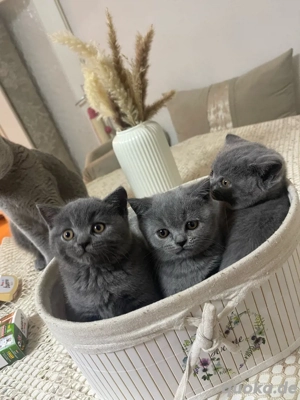 Reinrassiges, Britisch Kurzhaar Katzenbabys 