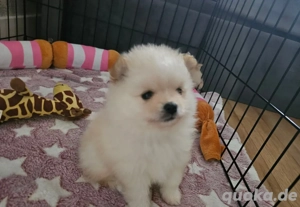 Wunderschöne Zwergspitz-pomeranian welpen