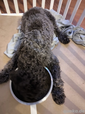 Lagotto Romagnolo 