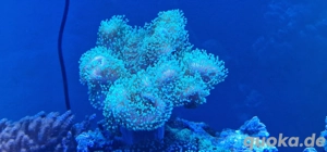 sarcophyton neon grün 