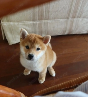 IIIICCC Shiba Inu Welpen. 