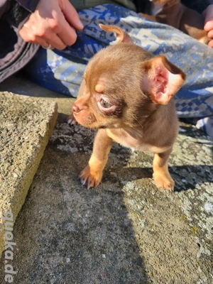   Ein süßer Chihuahua   Rüden 