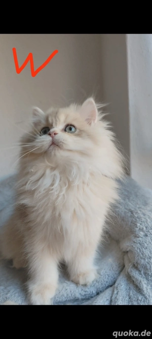 British long haar mit staubaum 