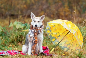 Freundliche Belka sucht liebevolle Familie