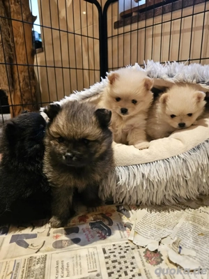 Pomeranian   Zwergspitzwelpen 