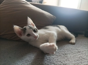 12 Wochen alter Kater abzugeben 